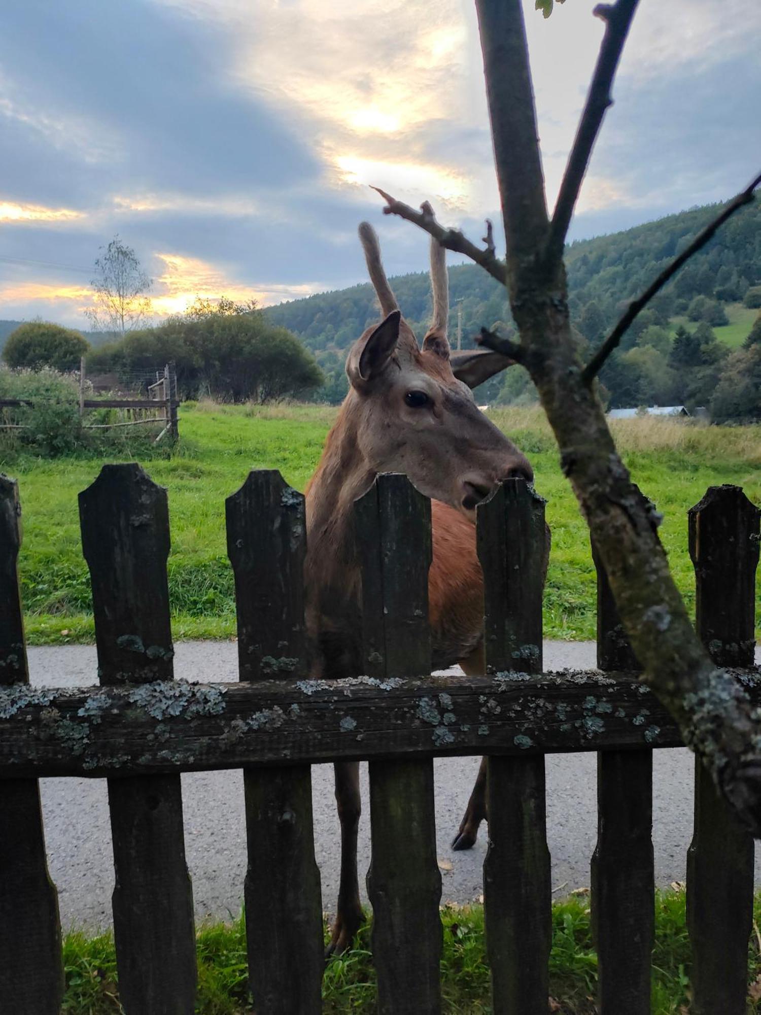 Goralska Czarcia Chata Pod Jalowcem Stryszawa Luaran gambar