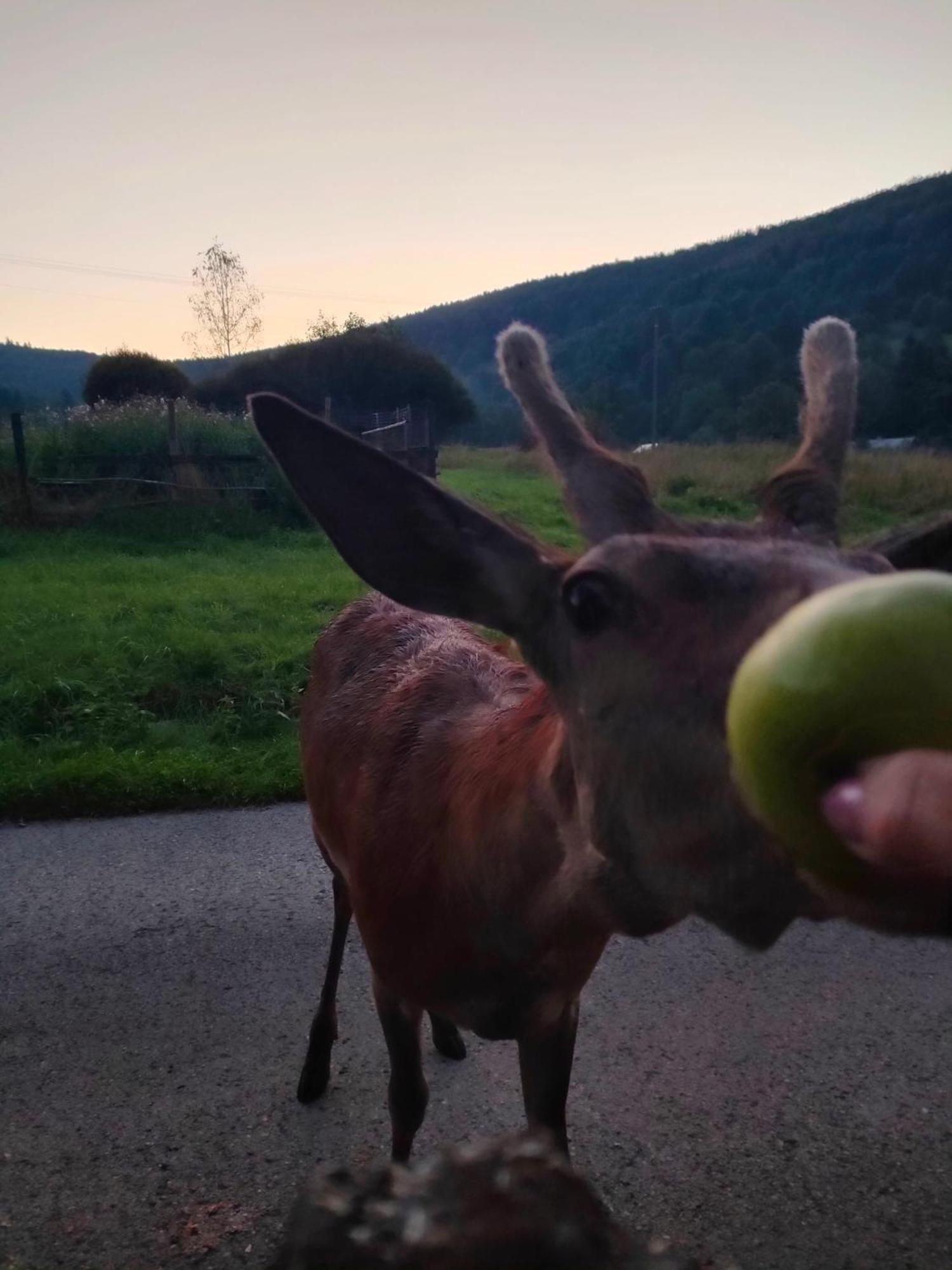 Goralska Czarcia Chata Pod Jalowcem Stryszawa Luaran gambar